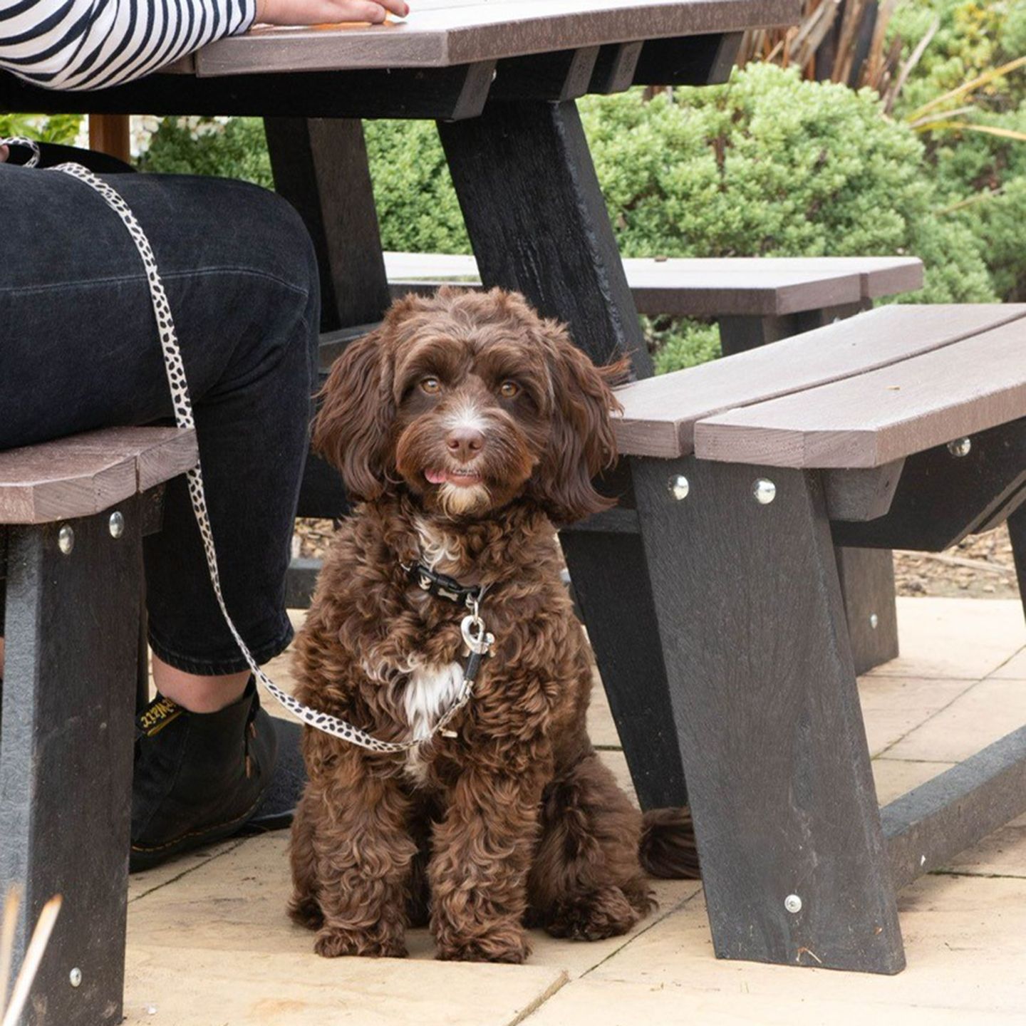 Your local dog friendly pub in Horeston Grange